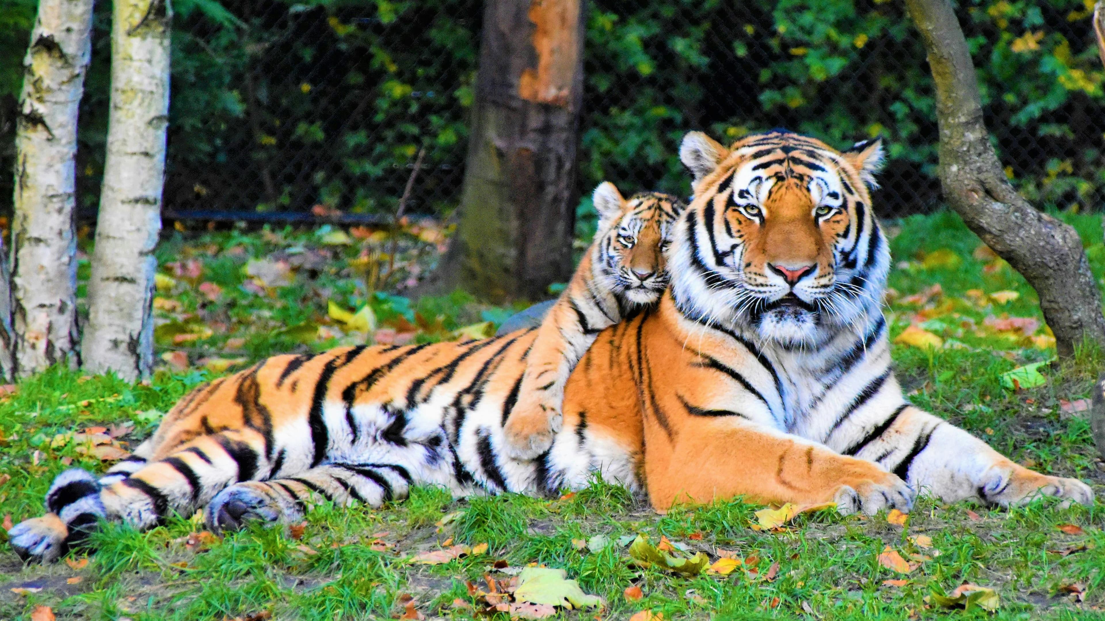Royal Bengal Tiger