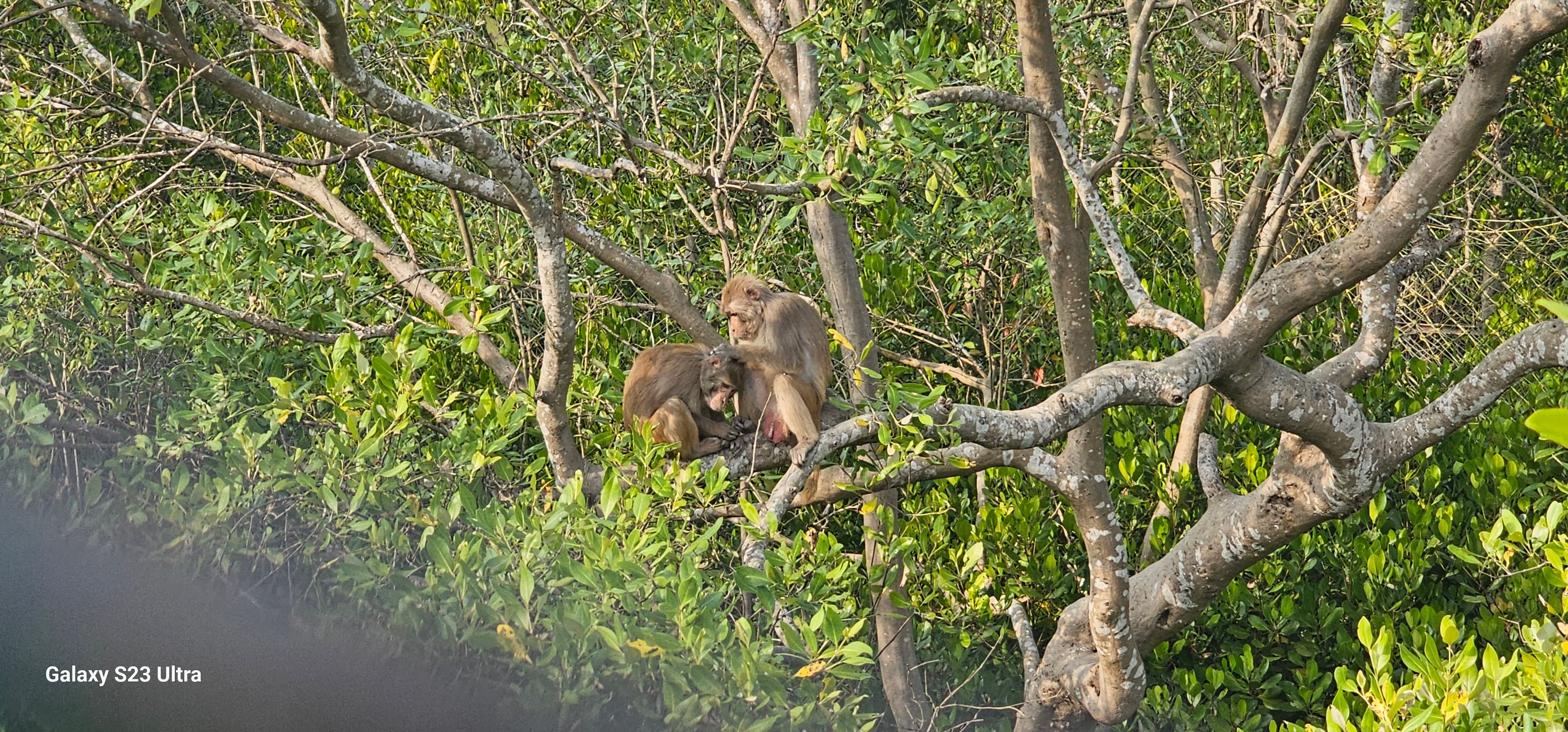 Deep Mangrove Waterways