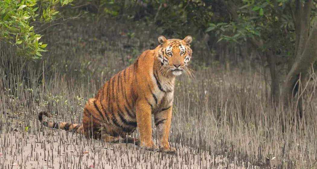 Skilled Captain and Naturalist Tiger Safari