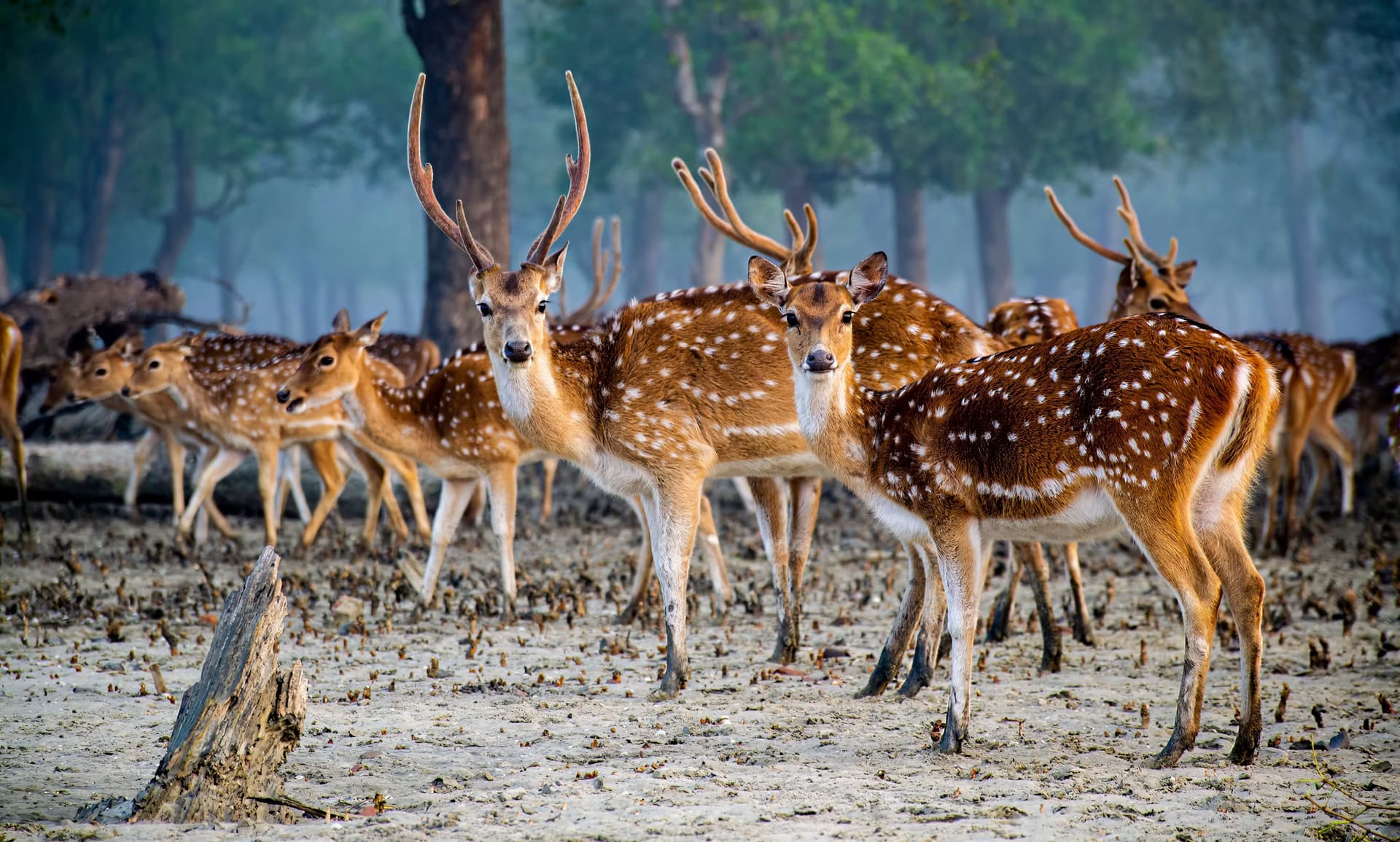 মধুর স্মৃতি নিয়ে ঘরের পথে রওনা