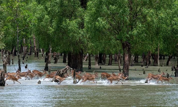 Sundarban Jungle Safari