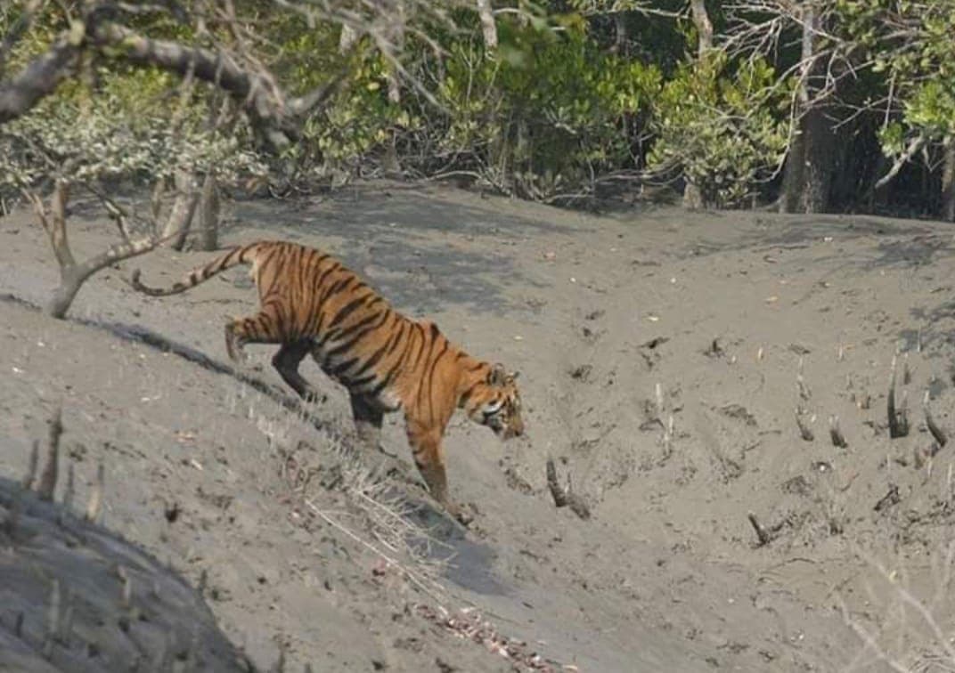 sundarban tiger photo